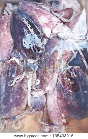 White squid from the sea in Thai market