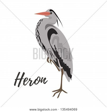 Isolated gray heron bird on a white background vector illustration hand drawn