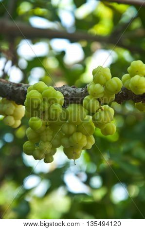 Star gooseberry or otaheite gooseberry the local plant in thailand