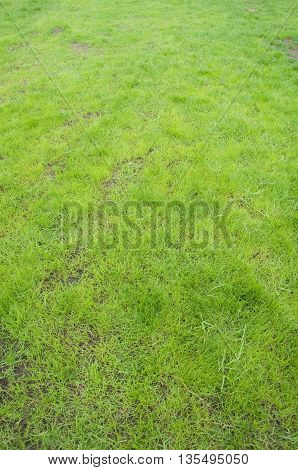 The beauty green garden background in Thailand