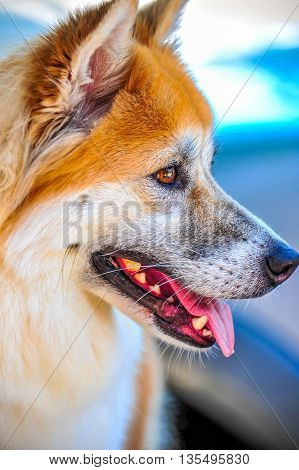 Close up Thailand local dog breed called Bangkaew.