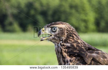 Young hawk in the forest  in summer