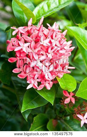 Beautiful broom pink ixora flowers in garden
