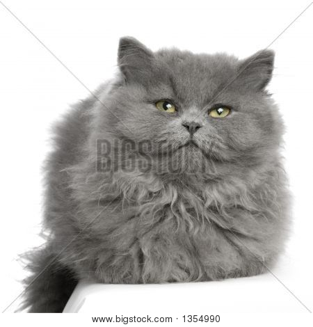  Persisk