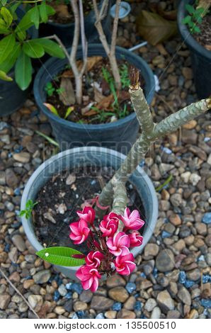 A close up of young bunch of red plumeria in pot