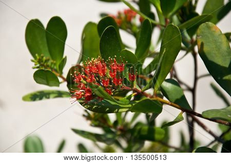 Tropical flowers -Lumnitzera littorea is queen of mangrove forest