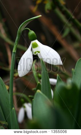 雪花莲