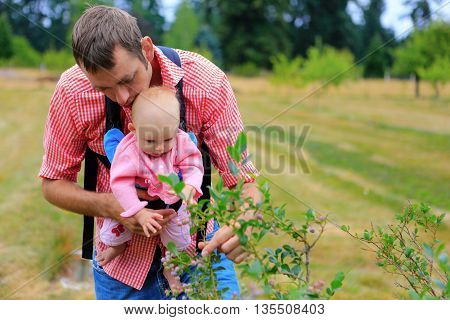 Father And Baby With Baby Sling Carrier Picking Up Blueberries