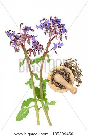 Borage herbal medicine with herb flower and dried in a mortar with pestle over white background. Used in alternative medicine.