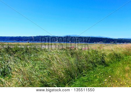 Mystery Bay, Marrowstone Island. Olympic Peninsula. Washington State.