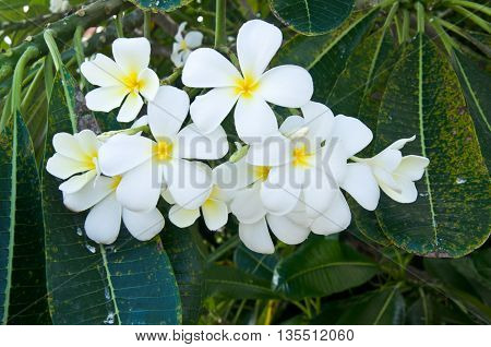 Beautiful white flower in thailand Lan thom flower