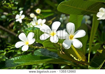 Beautiful white flower in thailand Lan thom flower