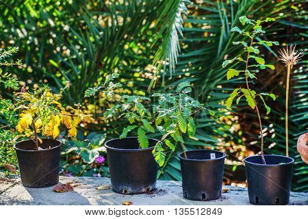 garden
