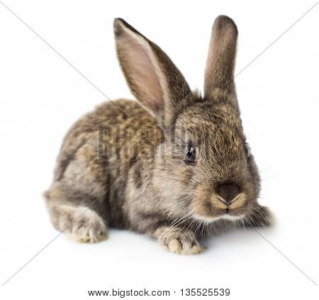 Cute little rabbit isolated on white background