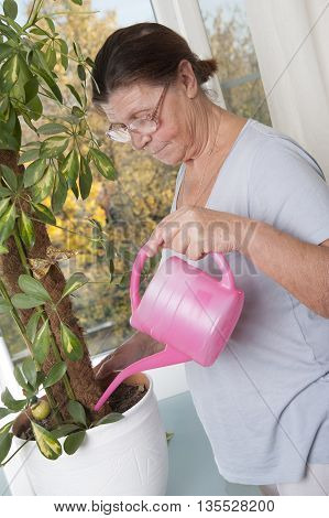 Elderly woman takes care of the potted plant. Houseplant - Scheffler (lat. Schéfflera) - a genus of plants of the family Araliaceae (Araliaceae).