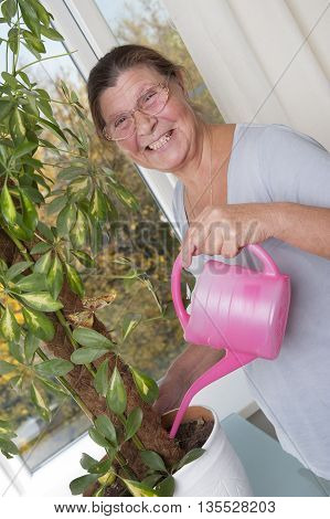 Elderly woman watering a houseplant. Houseplant - Scheffler (lat. Schéfflera) - a genus of plants of the family Araliaceae (Araliaceae).