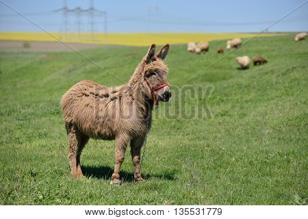 Donkey on a green field with sheep in background