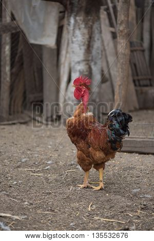 Happy bio naked neck cock from ecological farm