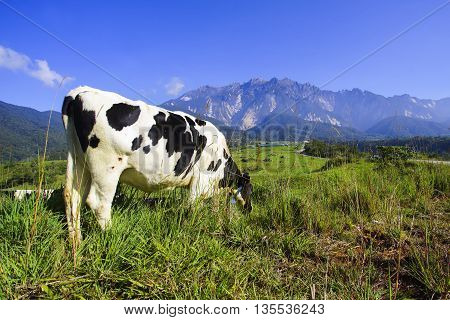Dairy cows in paddock eating fress grass under the blue sky New Zealand