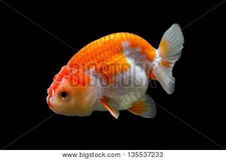 goldfish isolated on black background. File contains a clipping path.