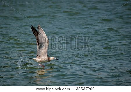 Danube Delta seagull flying from the water