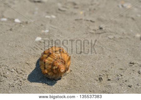 Sea shell on the tropical sand beach