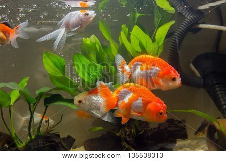 close up Goldfish swimming in an aquarium