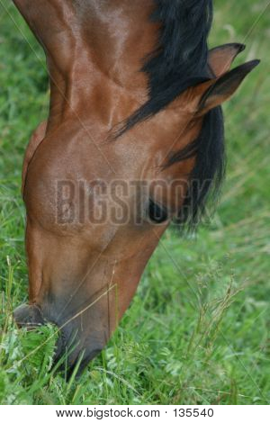 Kestane at