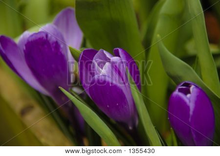 Flores de primavera