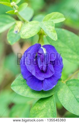 Clitoria ternatea or a Butterfly pea flower