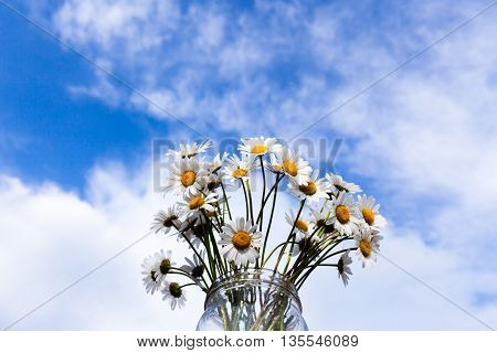 White chamomiles in vase on background of sky clouds