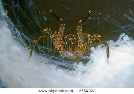 Tarantula