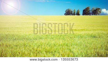 Summer Landscape with Wheat Field and Clouds