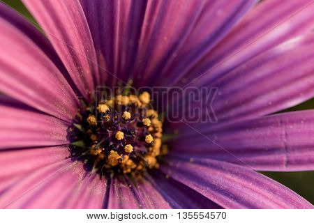 macro yellow pollen and purple petal of purple daisy