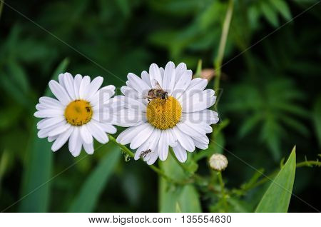 summer in the garden Bee with transparent wings and a white daisy with a green leaf