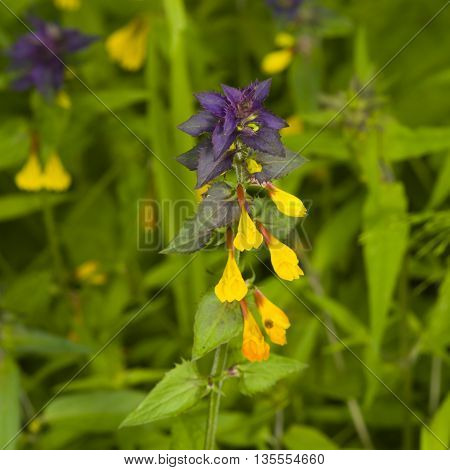 Wood Cow-wheat Melampyrum nemorosum blossom with dark bokeh background macro selective focus shallow DOF