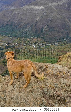 Dog Looking The Valley