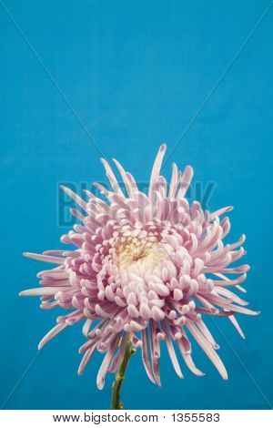  Spin chrysant