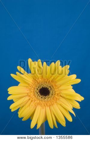  Gerbera Daisy