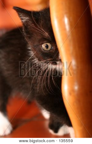 Kitty oculto