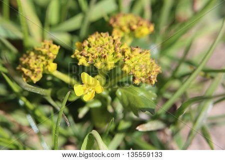 Flowering Yellow Rocketcress (barbarea Vulgaris) Macro Shot