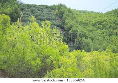Dense Green Dwarf Pines on the Hillside