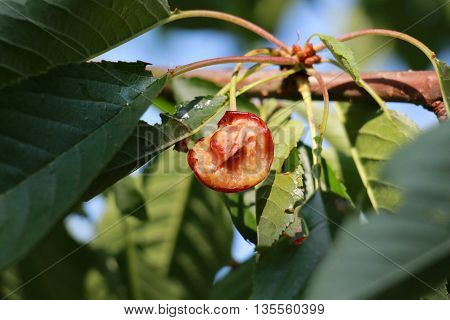 Picture of a Cherry fuits eaten by birds