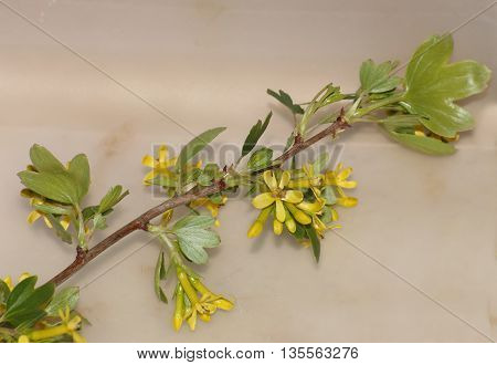 Some Blossoms Of The Golden Currant (ribes Aureum)