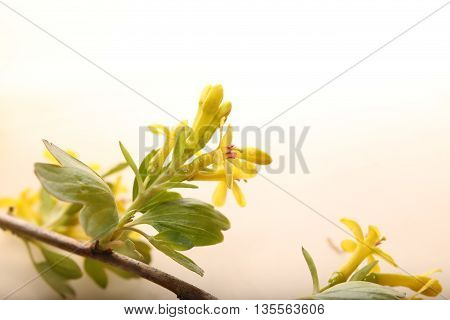 Some Blossoms Of The Golden Currant (ribes Aureum)