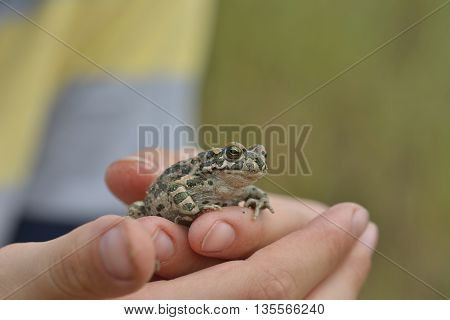 Green toad (Bufo viridis) held in the hand
