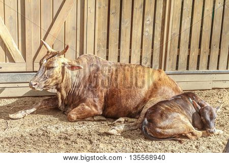 Young calf with cow on farm