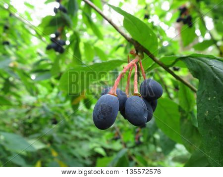 Indian Plum Fruit (Oemieria cerasiformis) in the forest