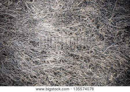 burnt last years grass texture at spring
