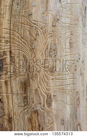 aged texture of a tree damaged by bark beetle